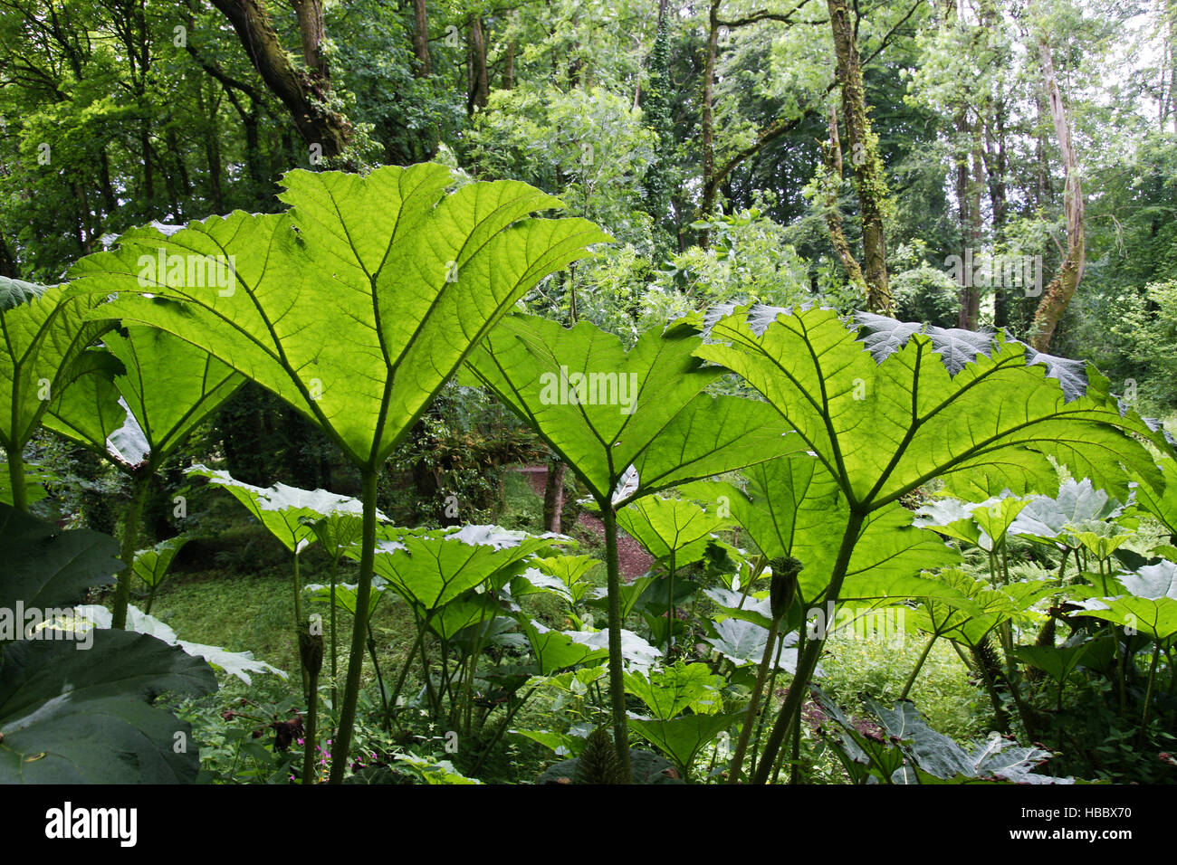 Giant Gunnera plants Stock Photo