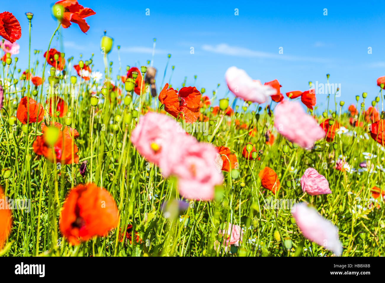 Mohn blumen hi-res stock photography and images - Alamy