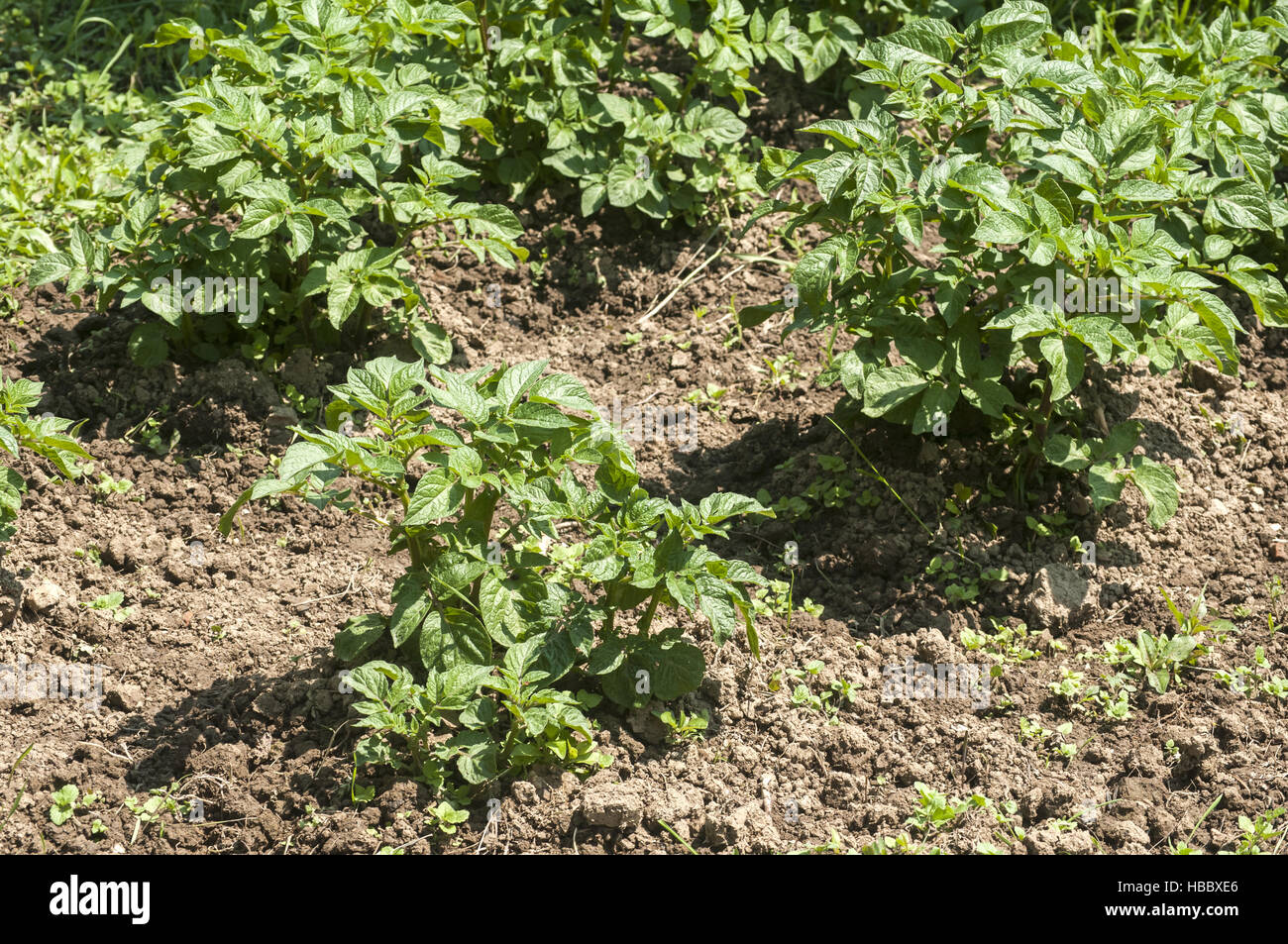 Plant propagation of potatoes Stock Photo