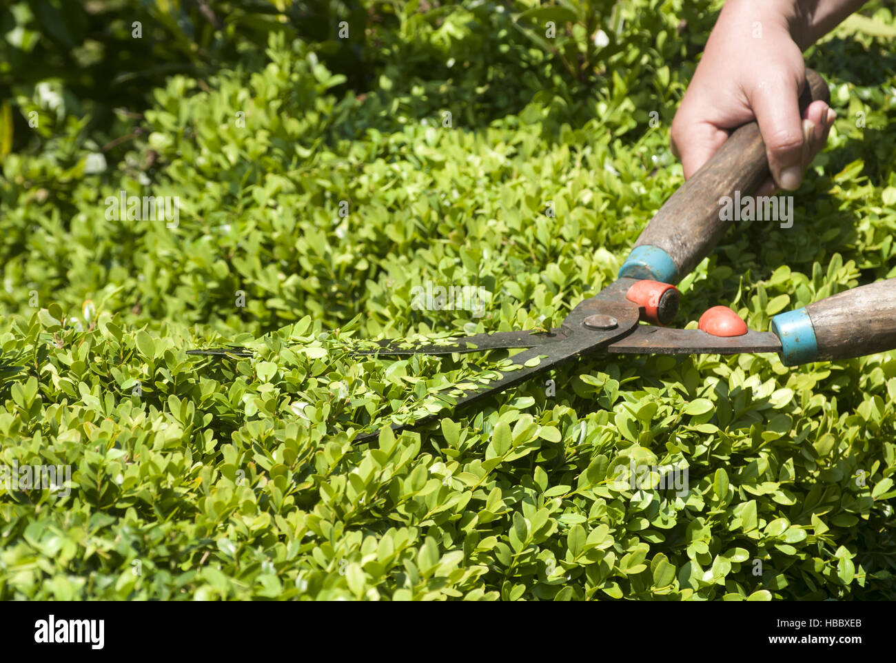 Hands with pruning shears Stock Photo Alamy