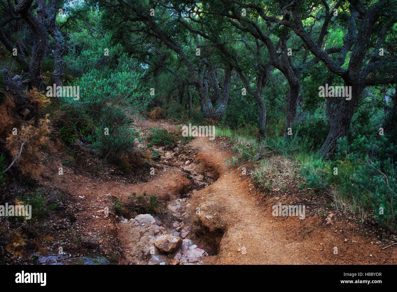 Wild path with spooky trees in coastal forest of Costa Brava in Spain, mysterious magical atmosphere Stock Photo