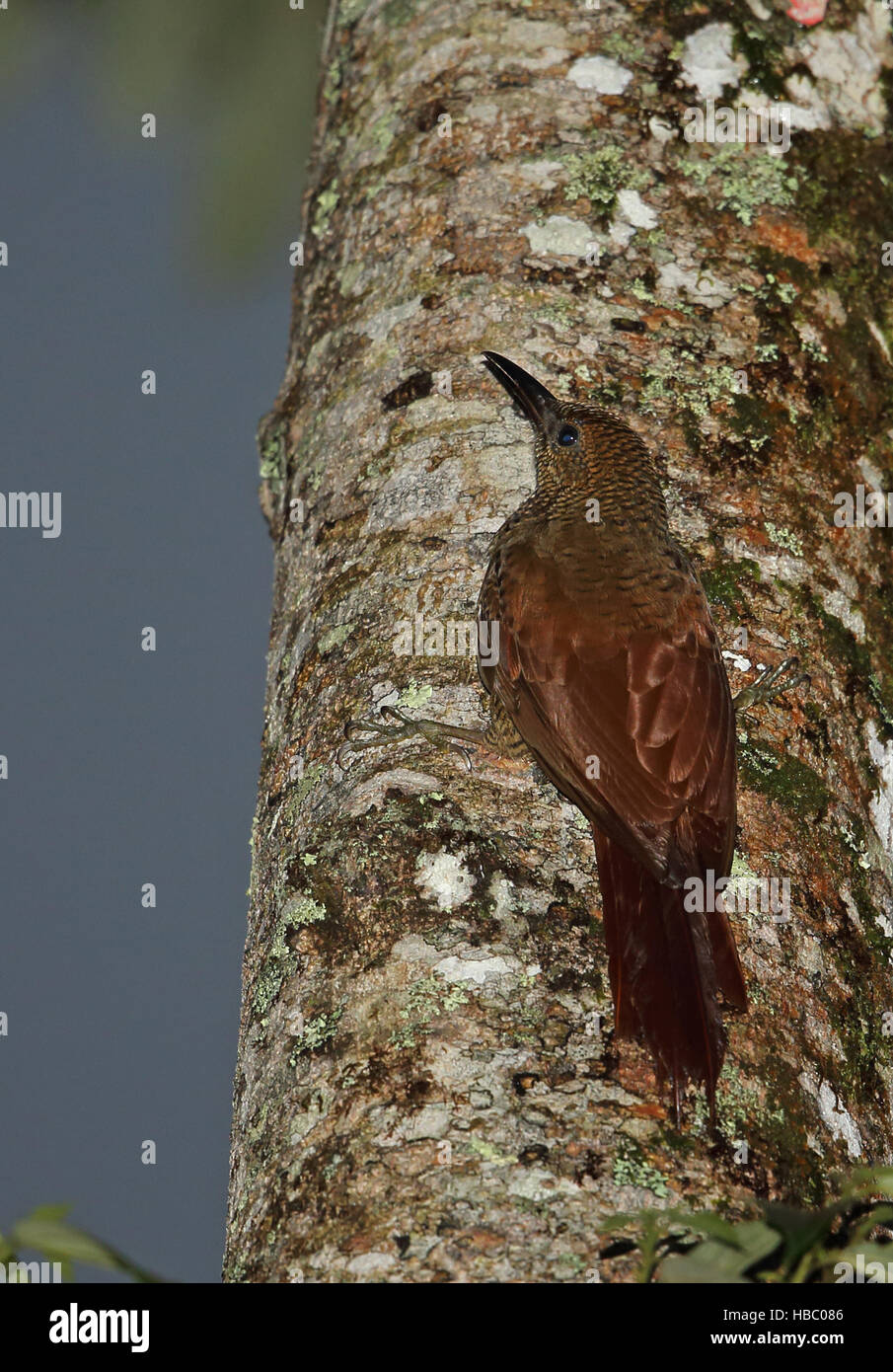 Northern Barred Woodcreeper (Dendrocolaptes s. sanctithomae) adult clinging to tree-trunk Panacam, Honduras      February Stock Photo
