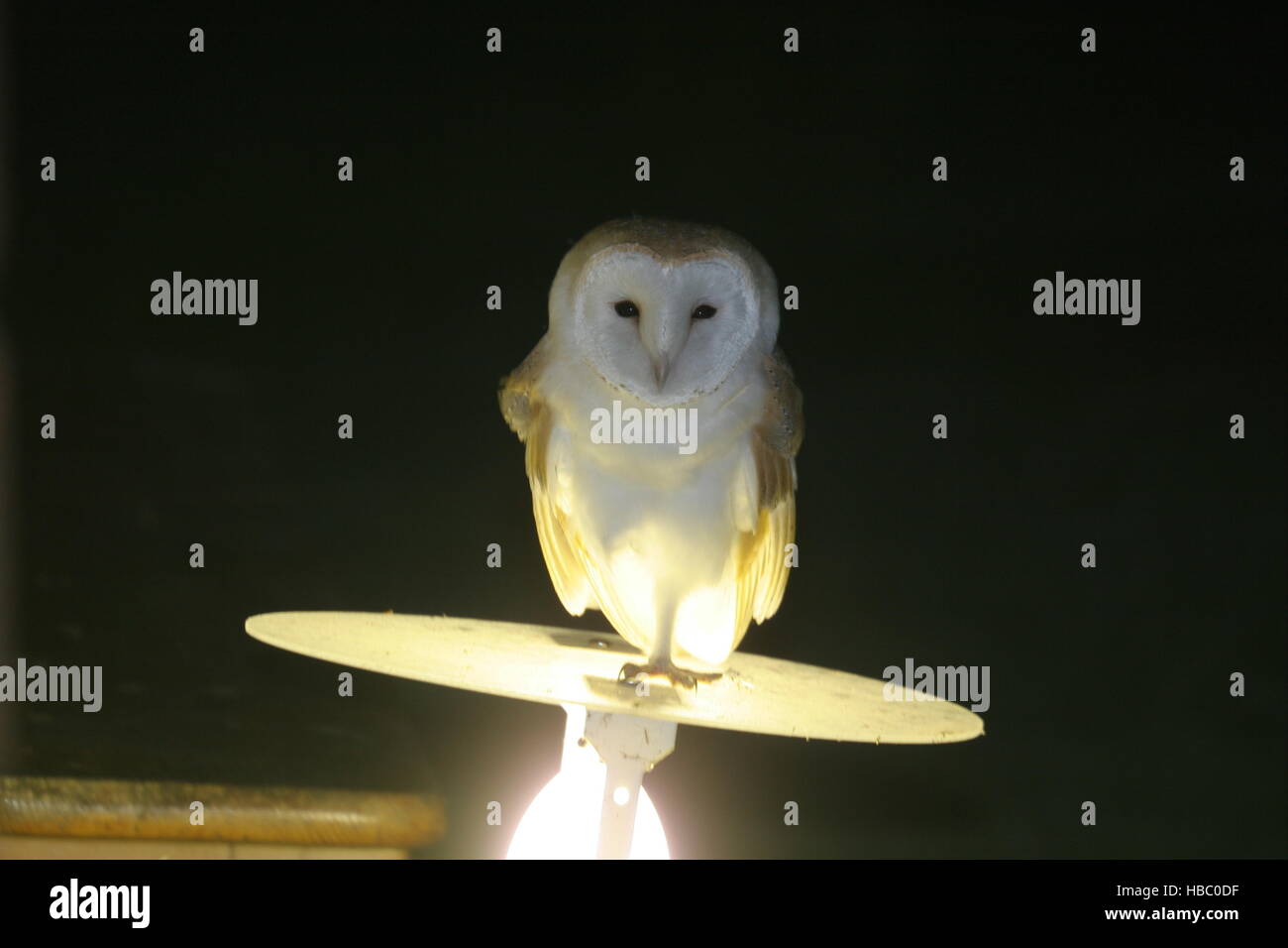 Common Barn Owl (Tyto alba) adult perched on MV moth trap at night  Eccles-on-sea, Norfolk    August Stock Photo