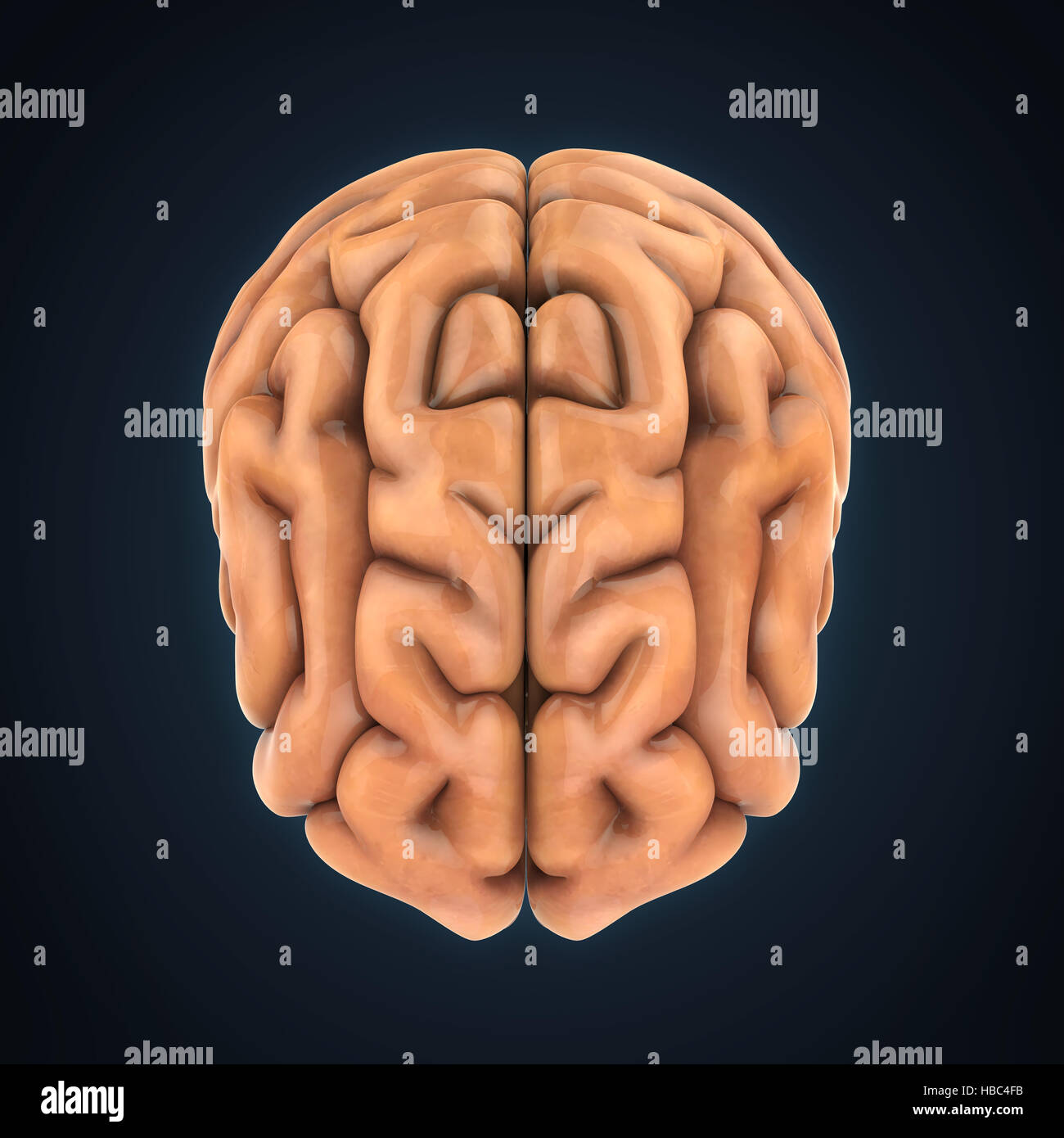 Human Brain Anatomy Stock Photo Alamy Human Brain Anatomy Stock Photo Alamy