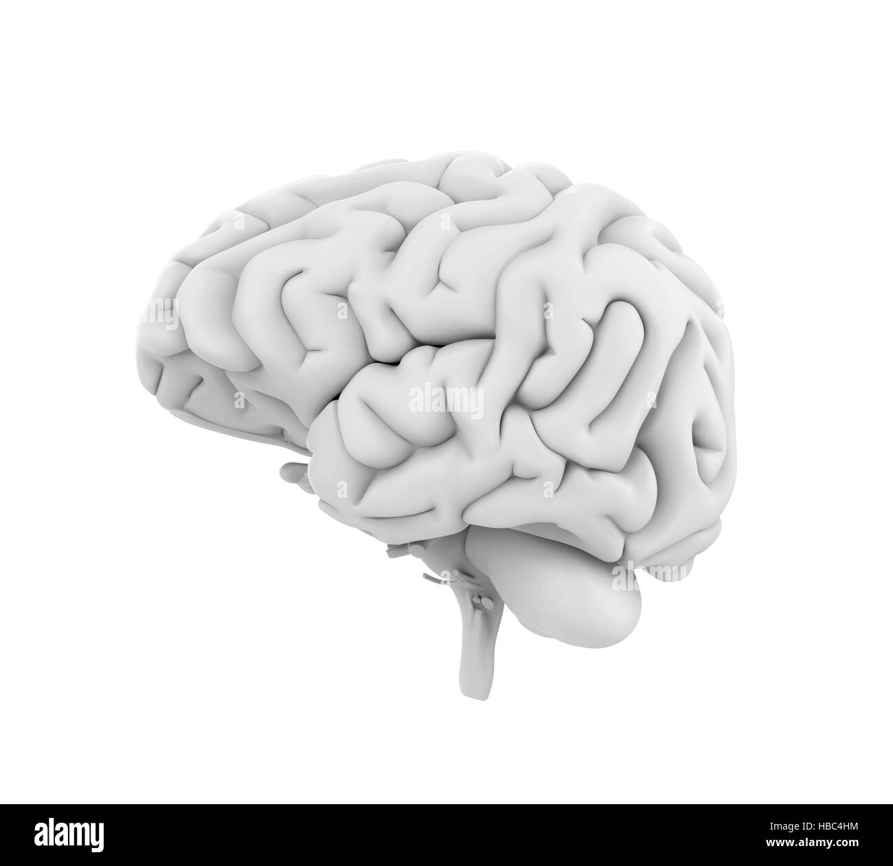 Human Brain Anatomy Stock Photo