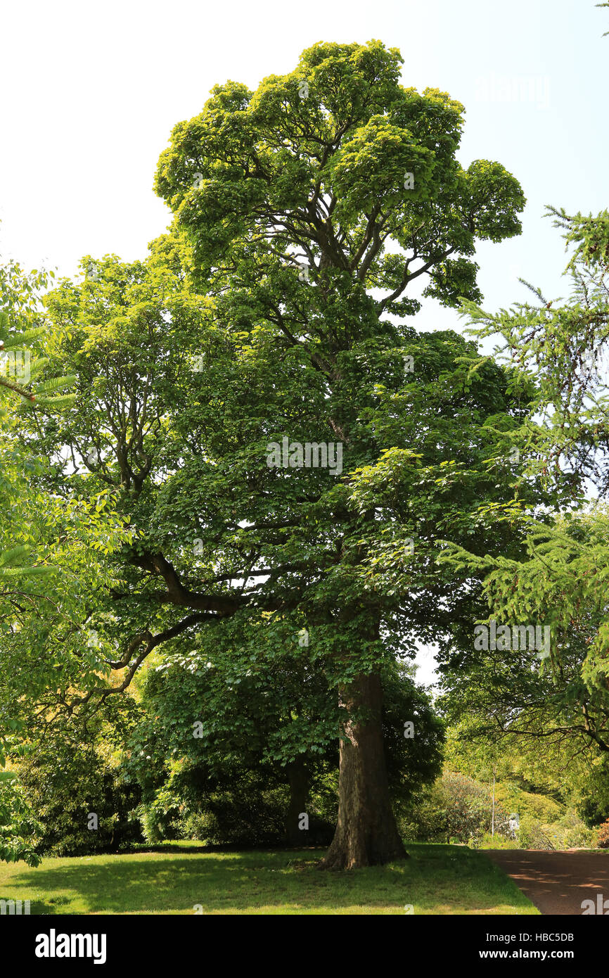 Sycamore maple, Acer pseudoplatanus Stock Photo