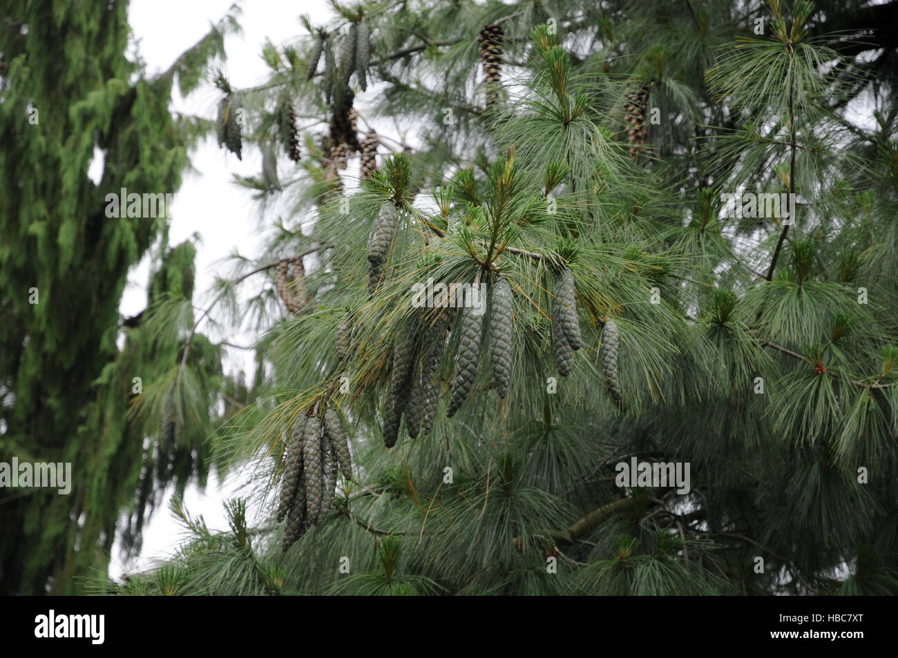 Pinus wallichiana, Himalayan pine Stock Photo Alamy