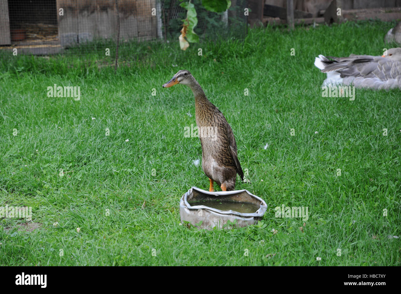 Anas platyrhynchos domesticus, Indian runner Stock Photo