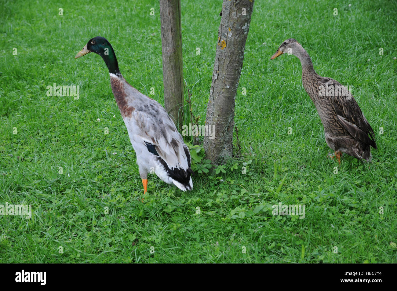 Anas platyrhynchos domesticus, Indian runner Stock Photo