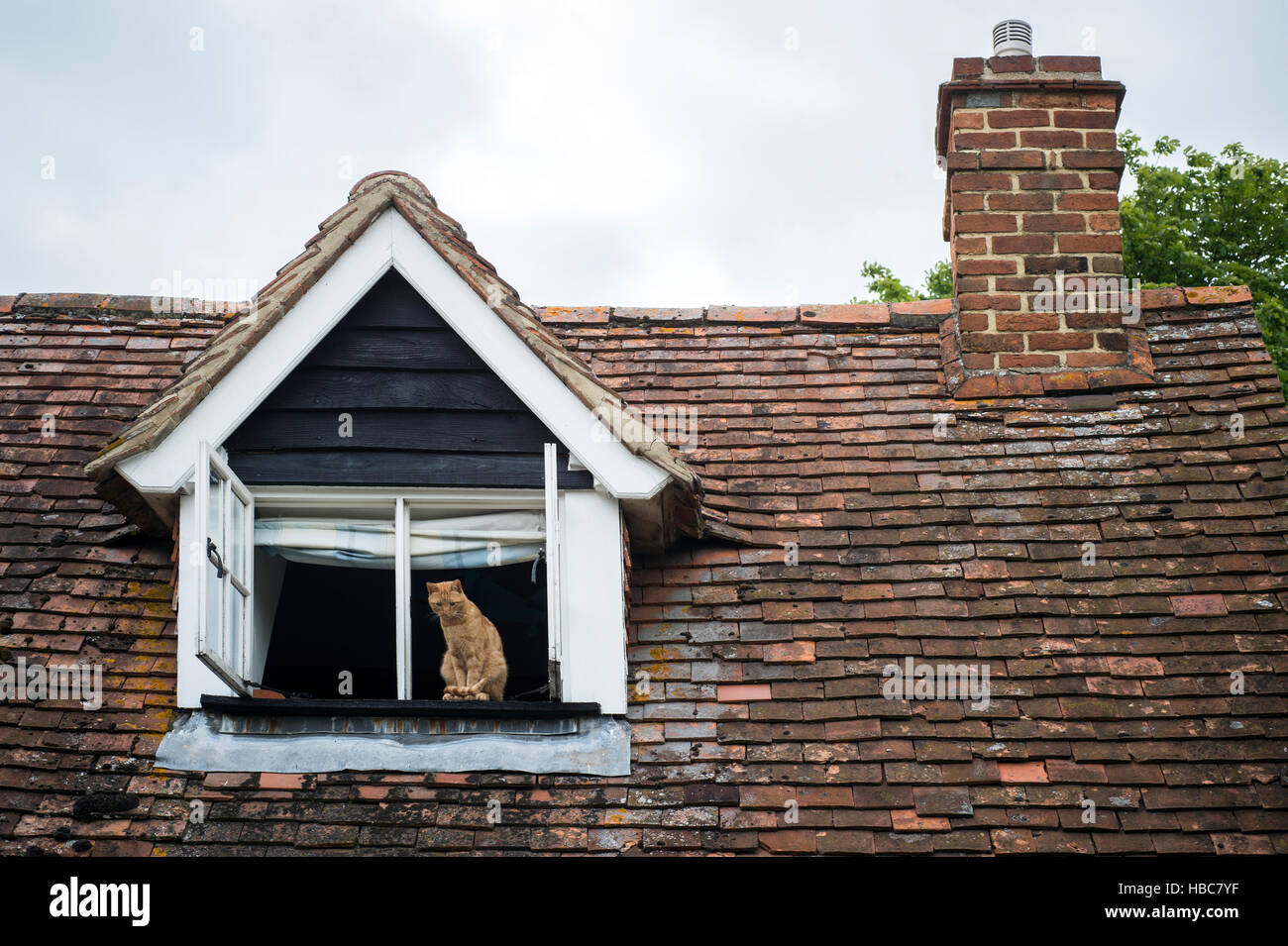 Cat on the roof Stock Photo Alamy