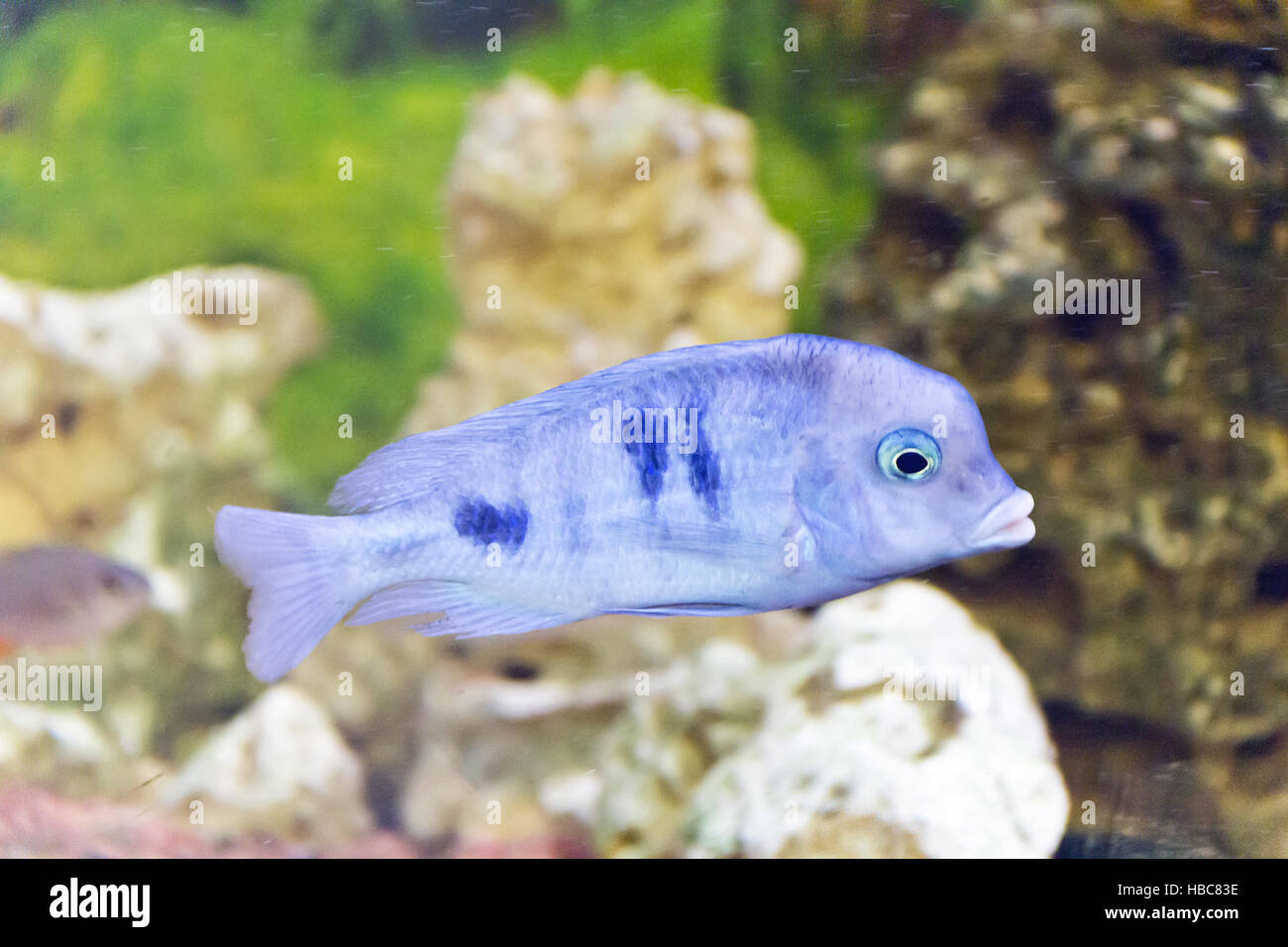Haplochromis moorii in aquarium Stock Photo