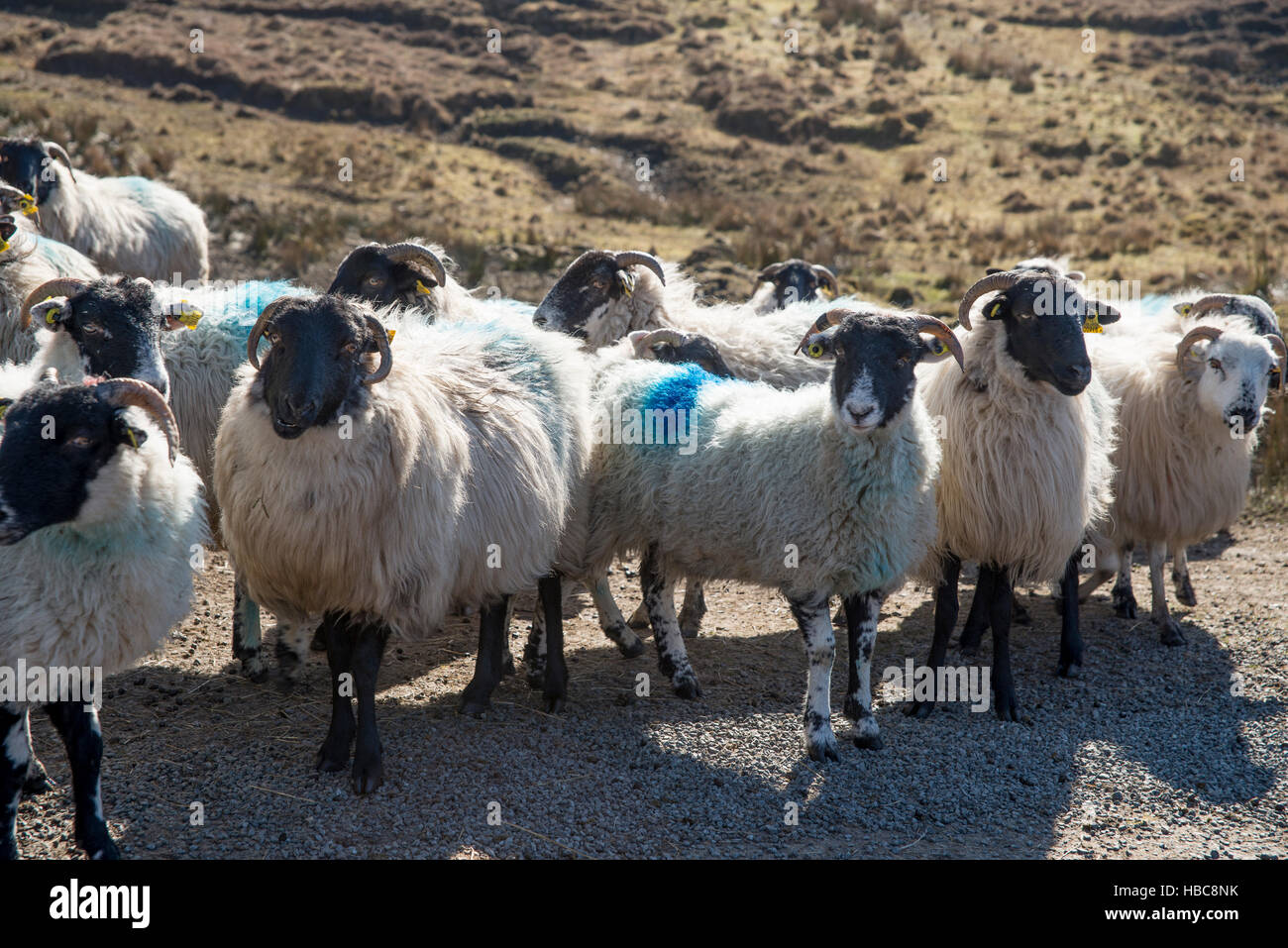 Flock of painted sheep on the side road of west coast of Ireland Stock