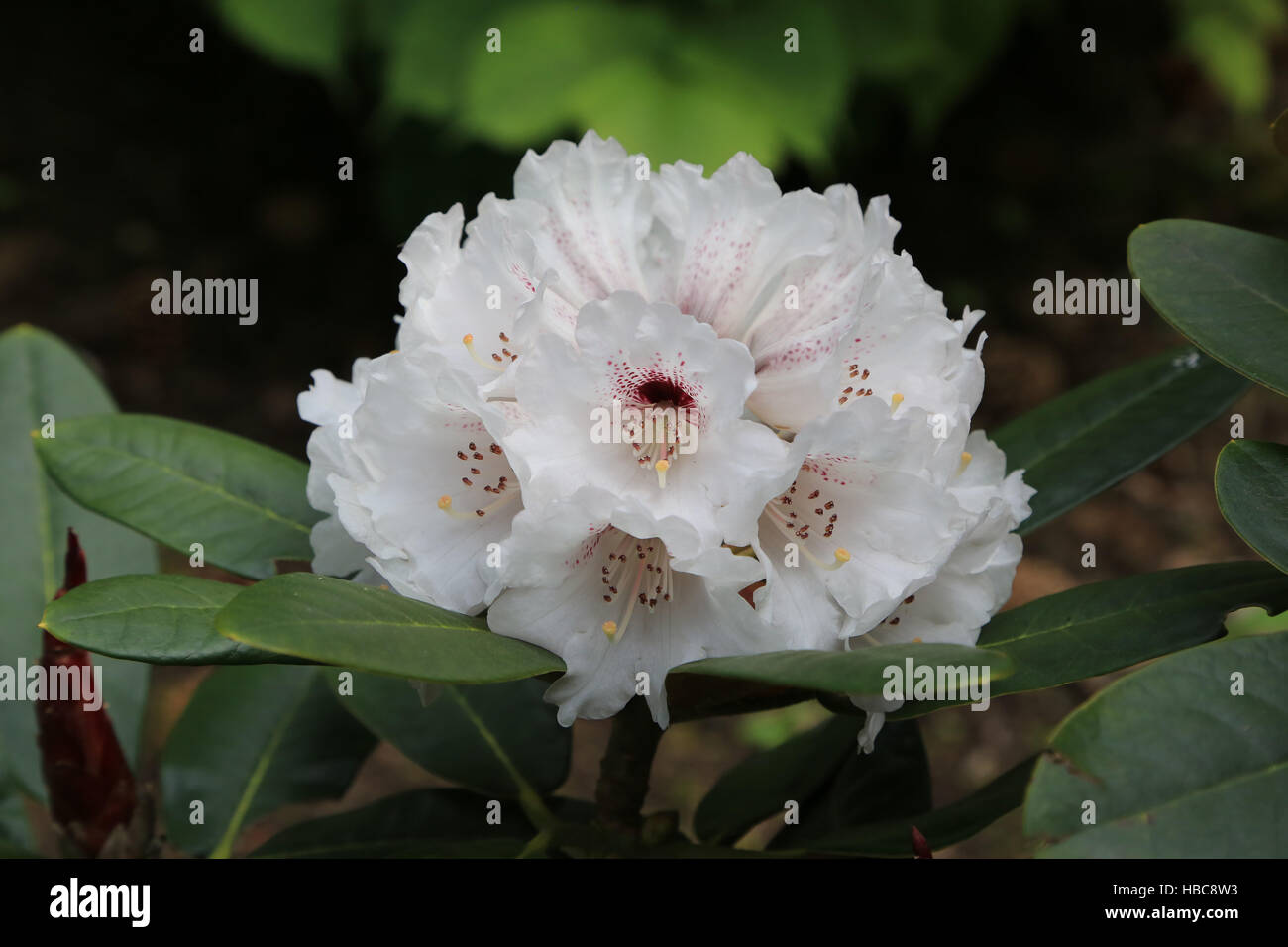Rhododendron rex fictolacteum Stock Photo