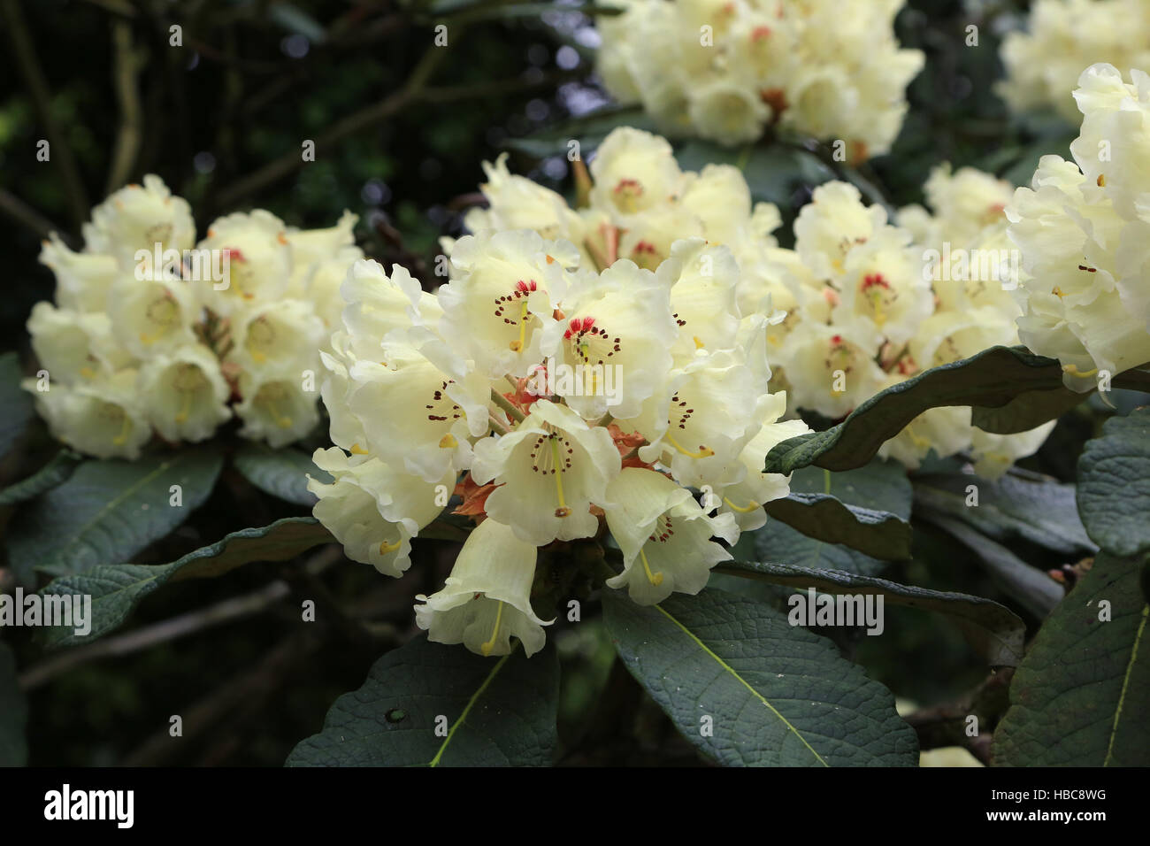 Rhododendron sinofalconeri Stock Photo