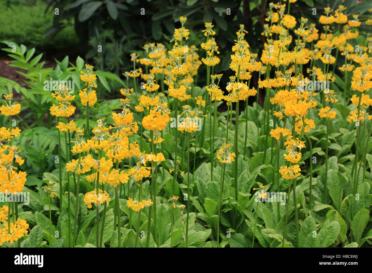 Candelabra primrose, Primula prolifera Stock Photo Alamy