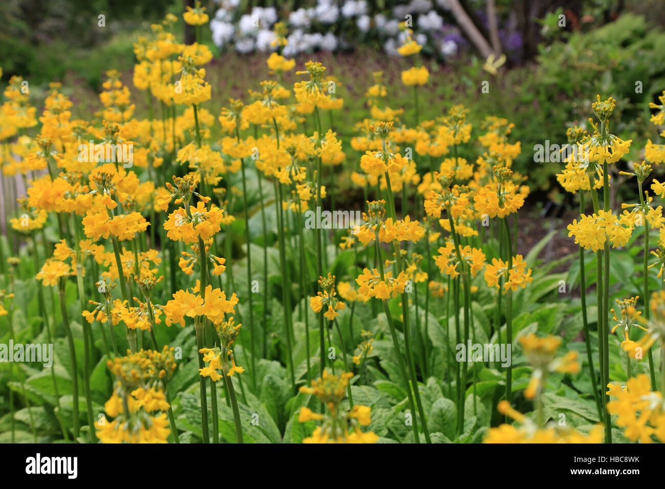 Candelabra primrose, Primula prolifera Stock Photo