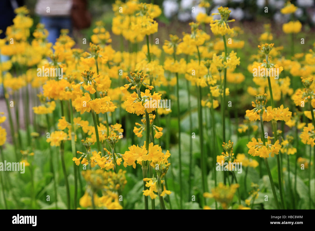 Candelabra primrose, Primula prolifera Stock Photo Alamy