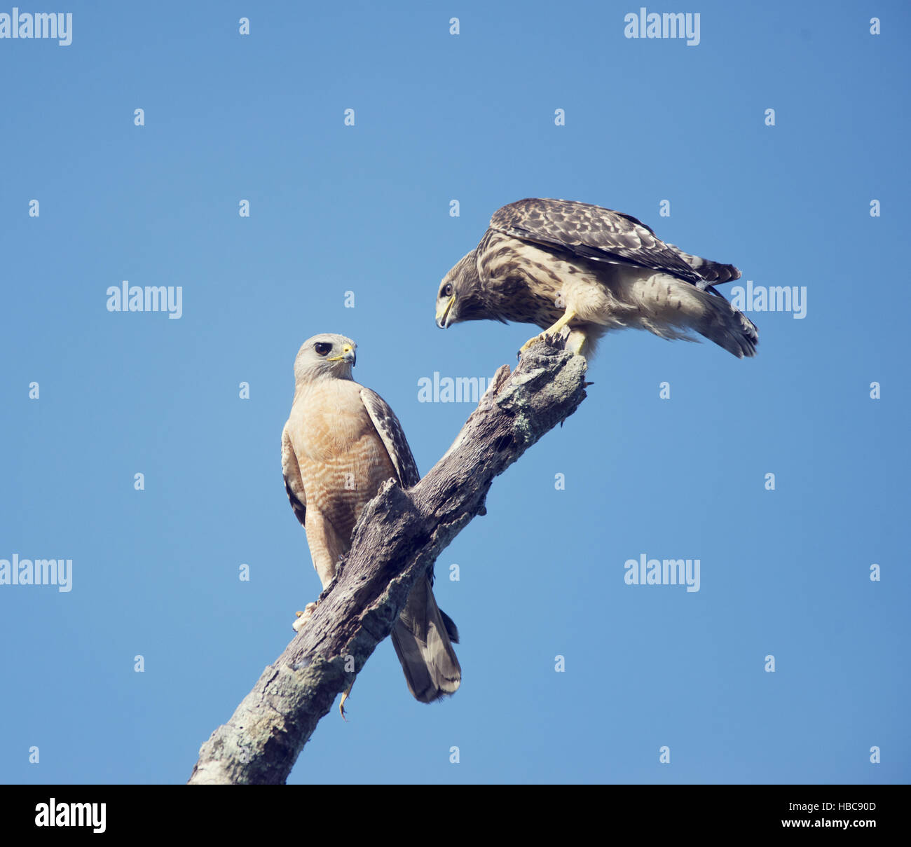 Two Red Shouldered Hawks Stock Photo