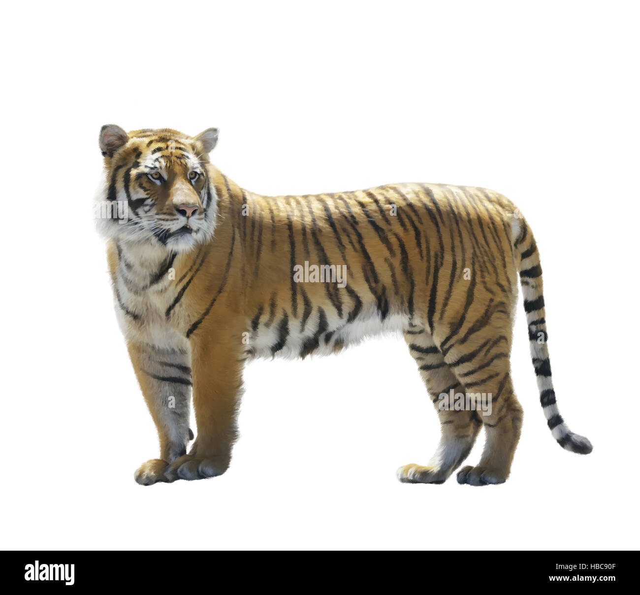 Tiger on White Background Stock Photo