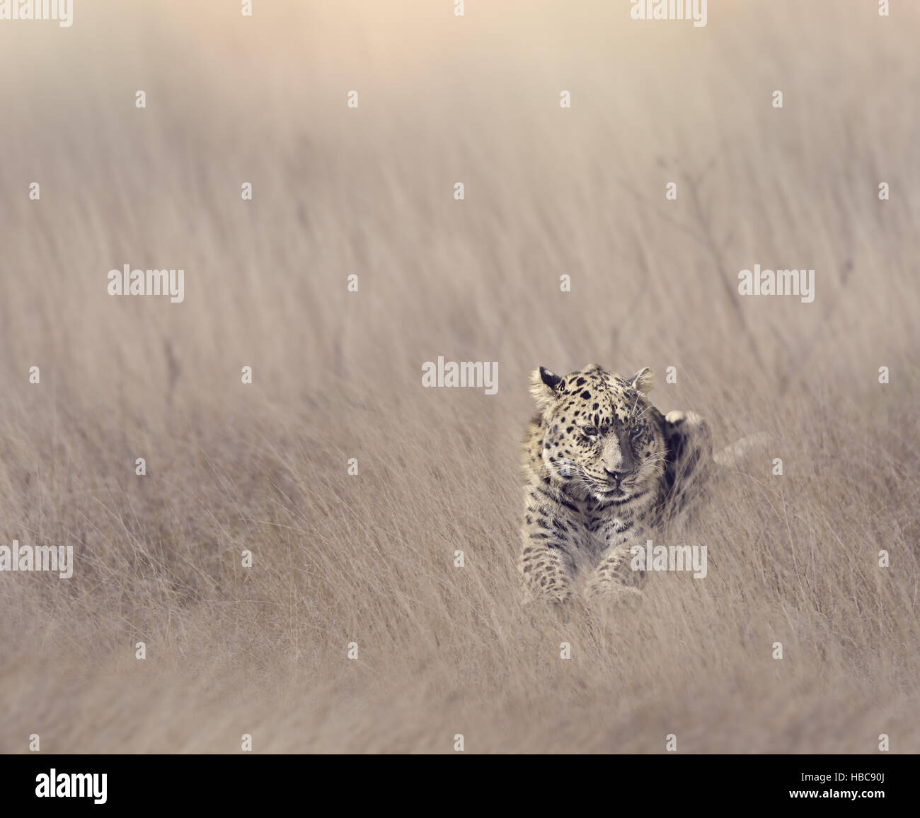Leopard Resting in Grass Stock Photo