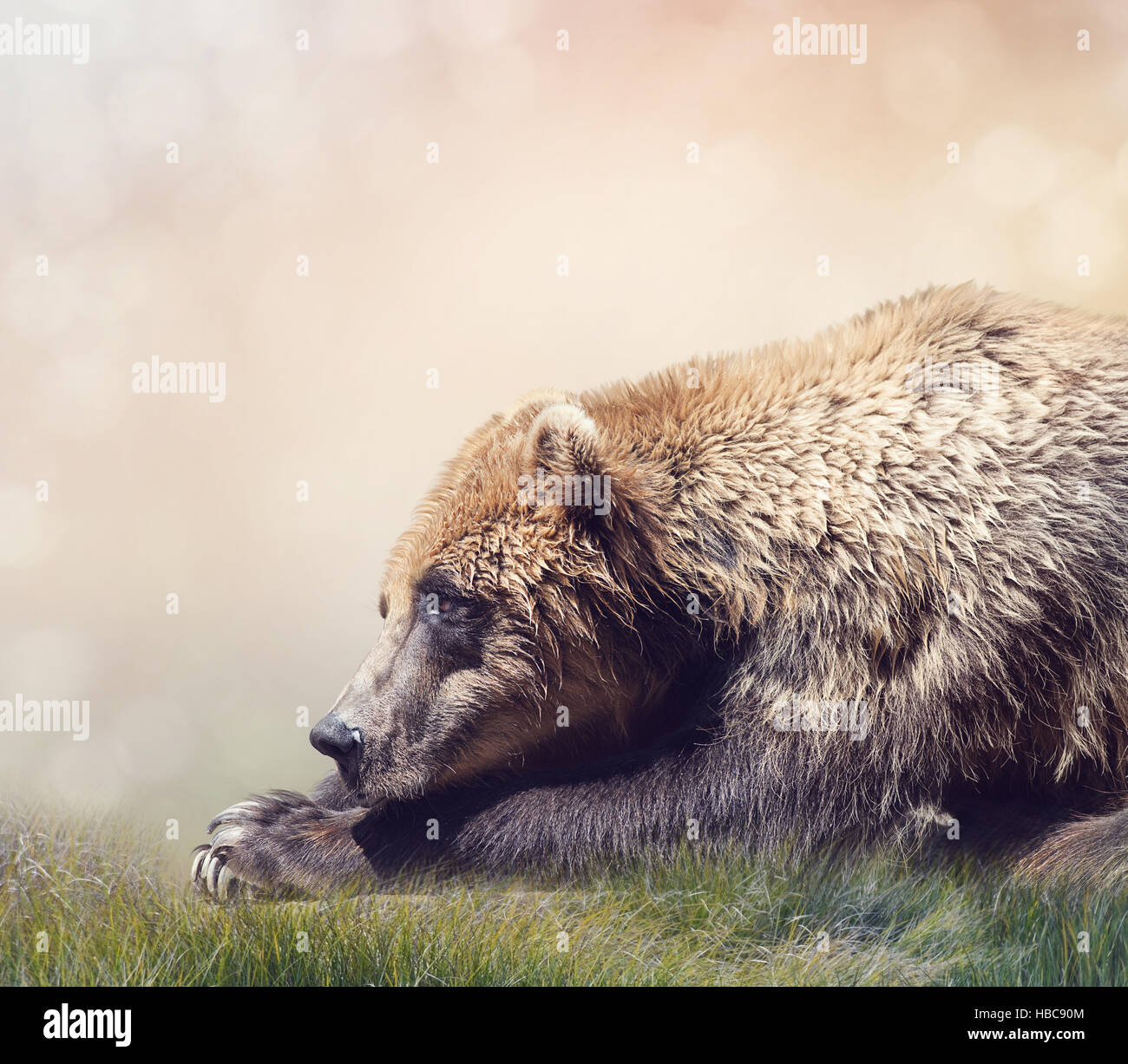 Brown Bear Resting Stock Photo