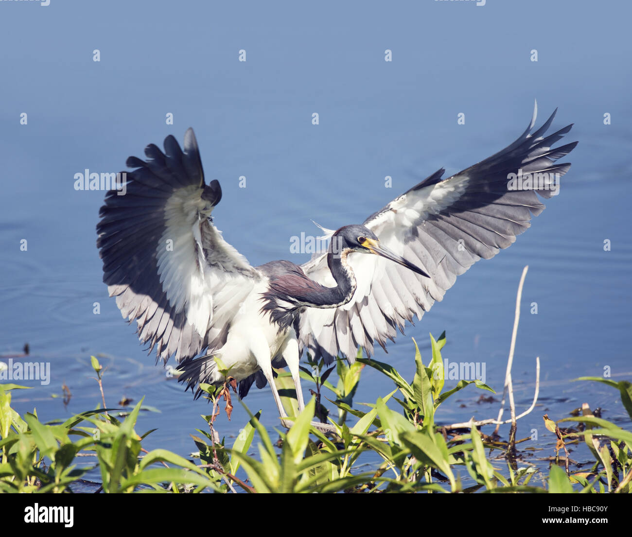 Tricolored Heron landing Stock Photo