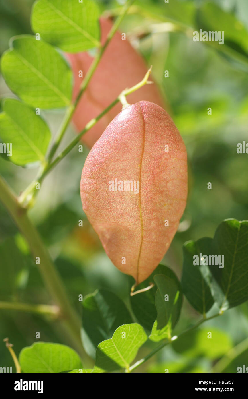 Colutea arborescens, Bladder senna, seed Stock Photo