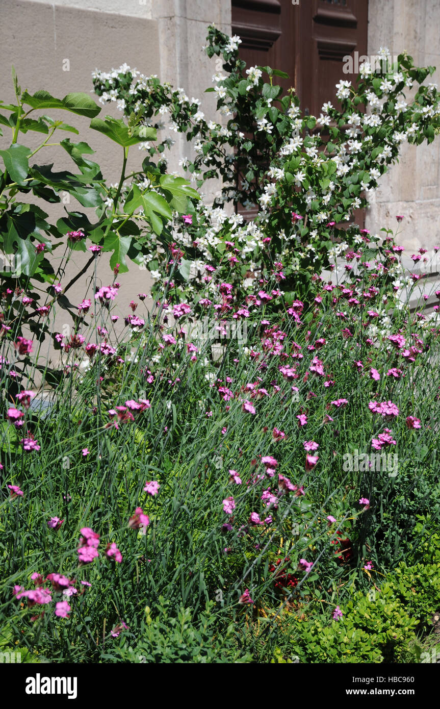 Dianthus carthusianorum, Carthusian pink Stock Photo