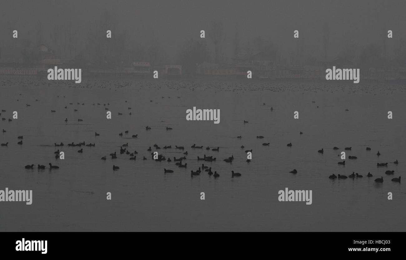 Srinagar, Indian Administered Kashmir.06 December. migratory birds floating  across the World Famous dal lake in Srinagar on Wednesday. Home to thousands of migratory birds, the world class Dal Lake. Nearly 5, 00000 migratory birds could be seen at the Dal Lake and Hokersar wetland. The birds from as far away as Siberia, Europe and Kazakhstan visit Kashmiri wetlands between September and April. ©Sofi Suhail/Alamy Live News Stock Photo