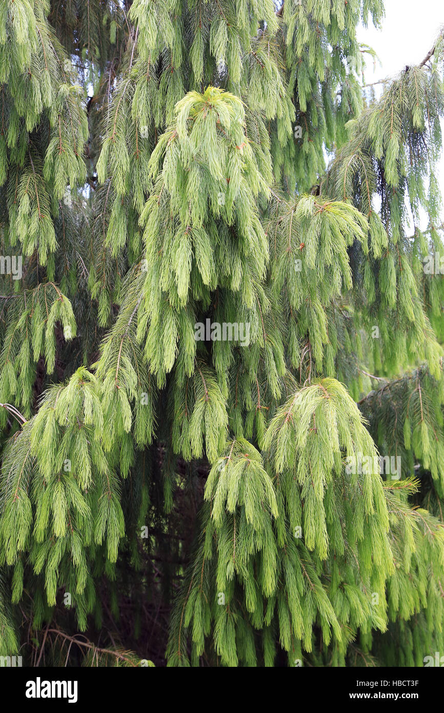 Morinda spruce, Picea smithiana Stock Photo