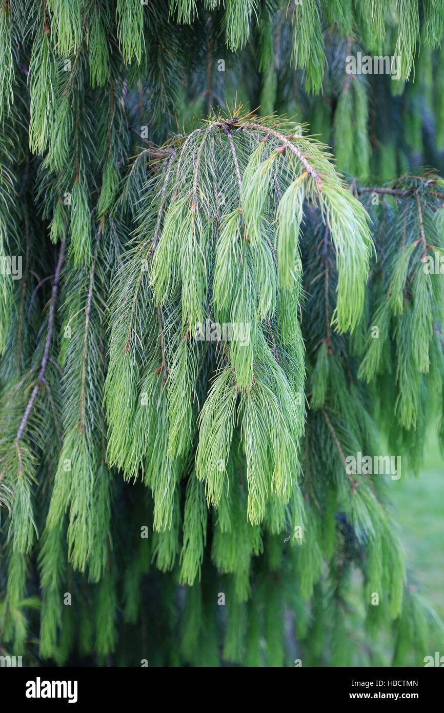 Morinda spruce, Picea smithiana Stock Photo