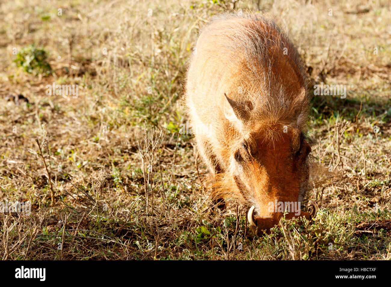 Piggy - Phacochoerus africanus  The common warthog Stock Photo