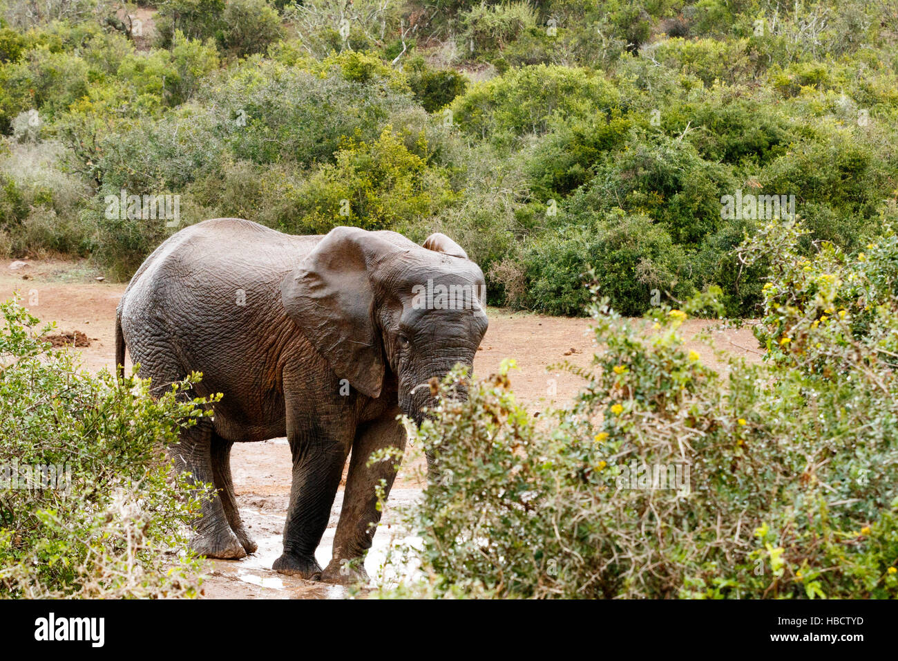 Can he still see me - African Bush Elephant Stock Photo