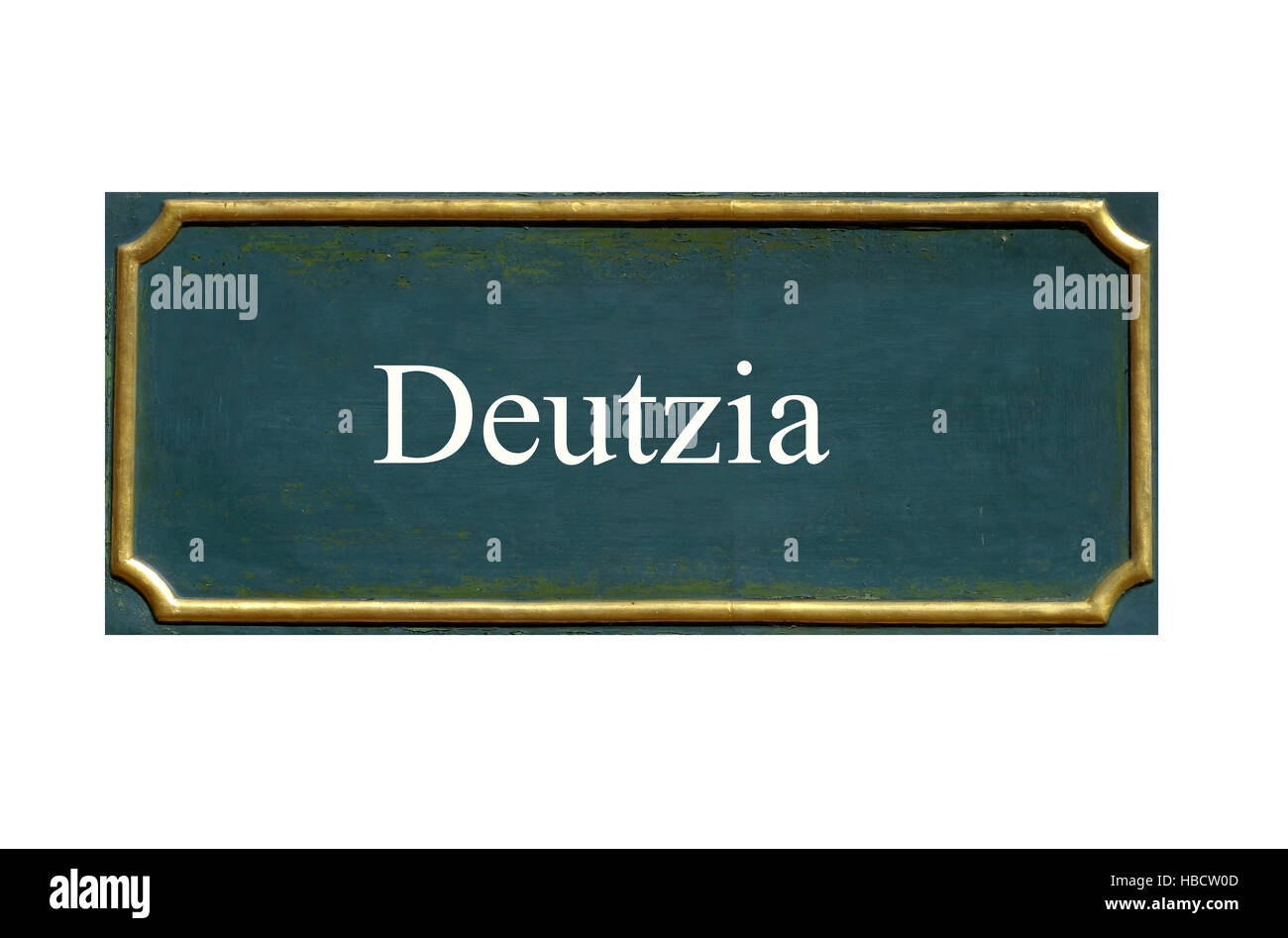 shield Deutzia Stock Photo