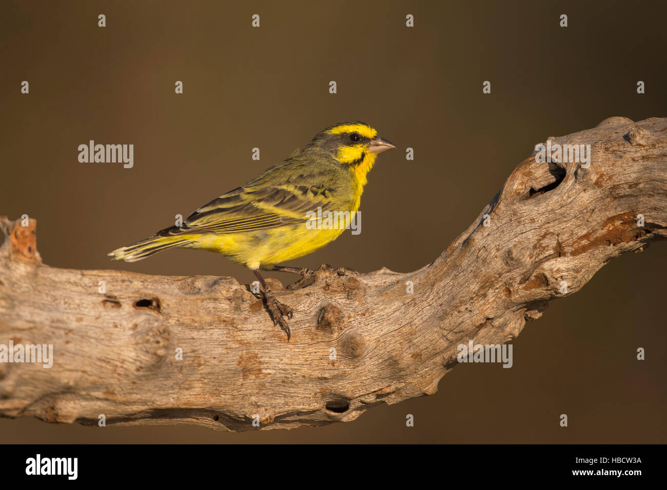 Yellowfronted canary (Crithagra mozambica), Zimanga private game reserve, KwaZulu-Natal, South Africa Stock Photo