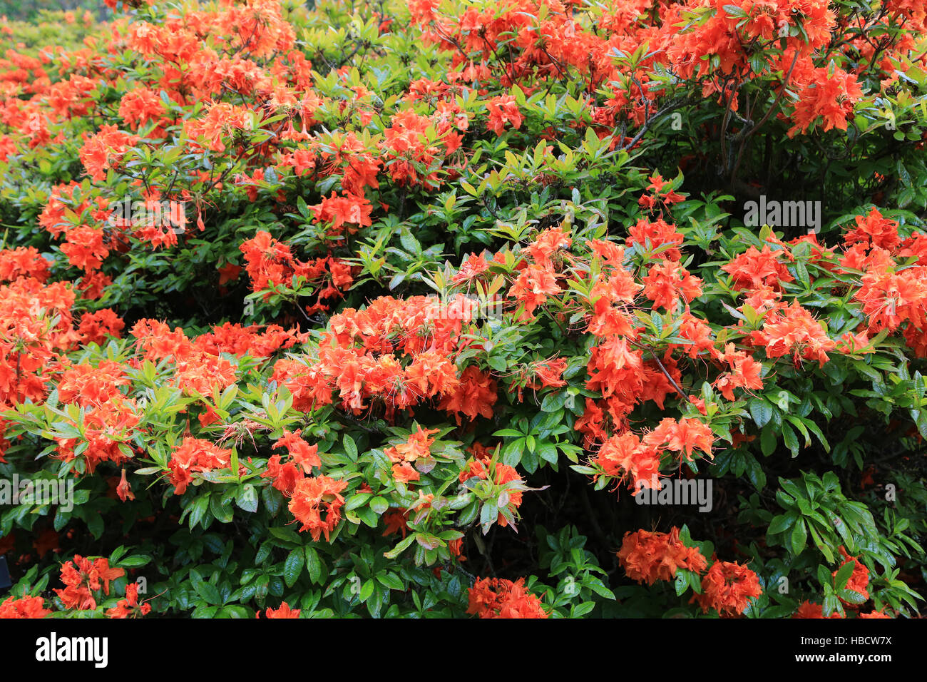 Rhododendron Frills Stock Photo