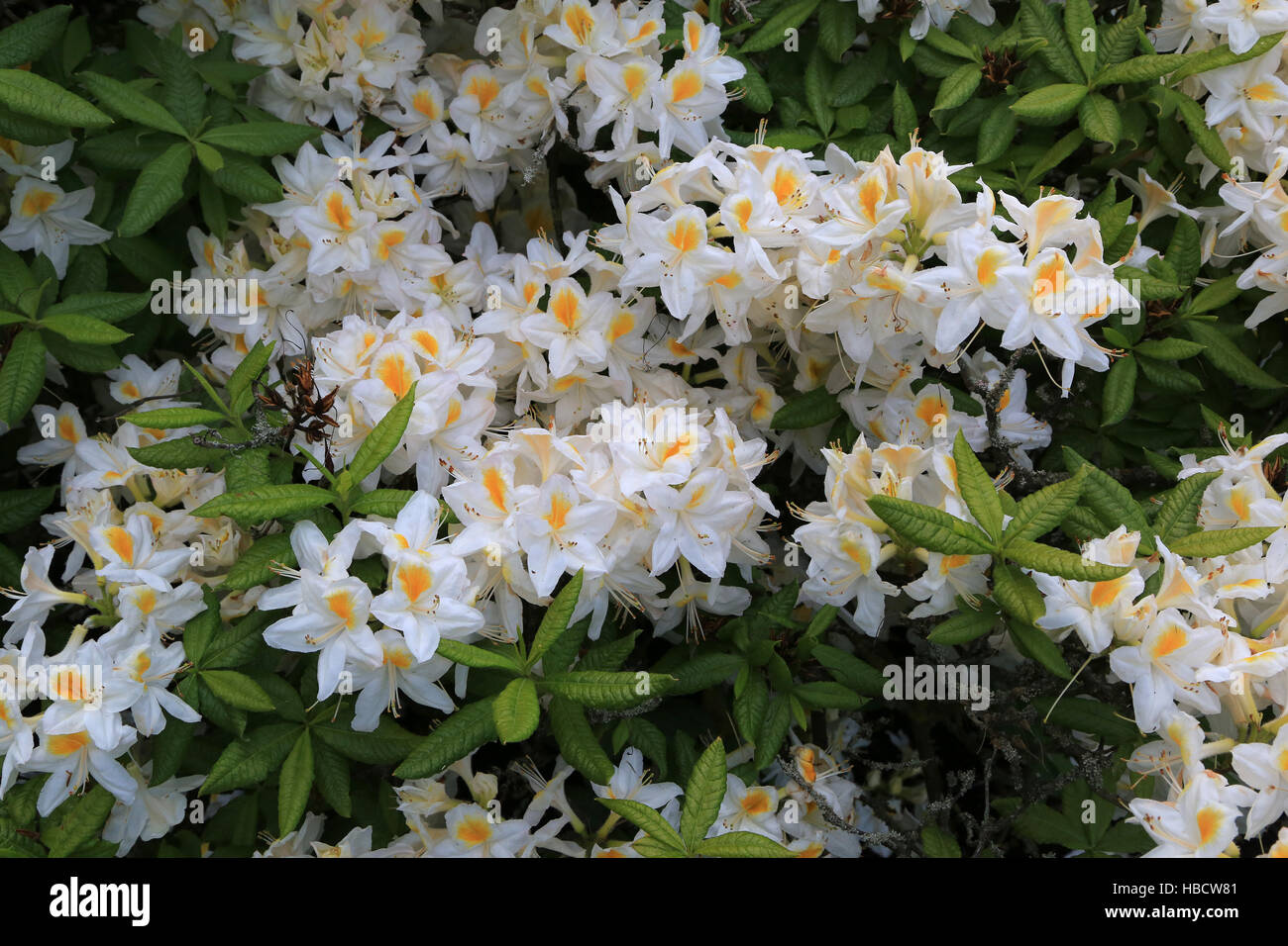 Rhododendron Persil Stock Photo