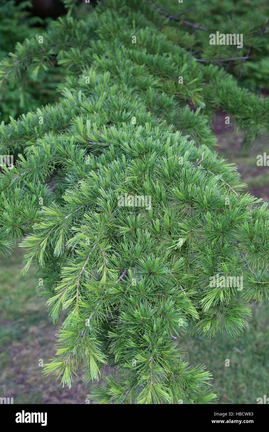 Indian cedar, Cetrus deodara Stock Photo