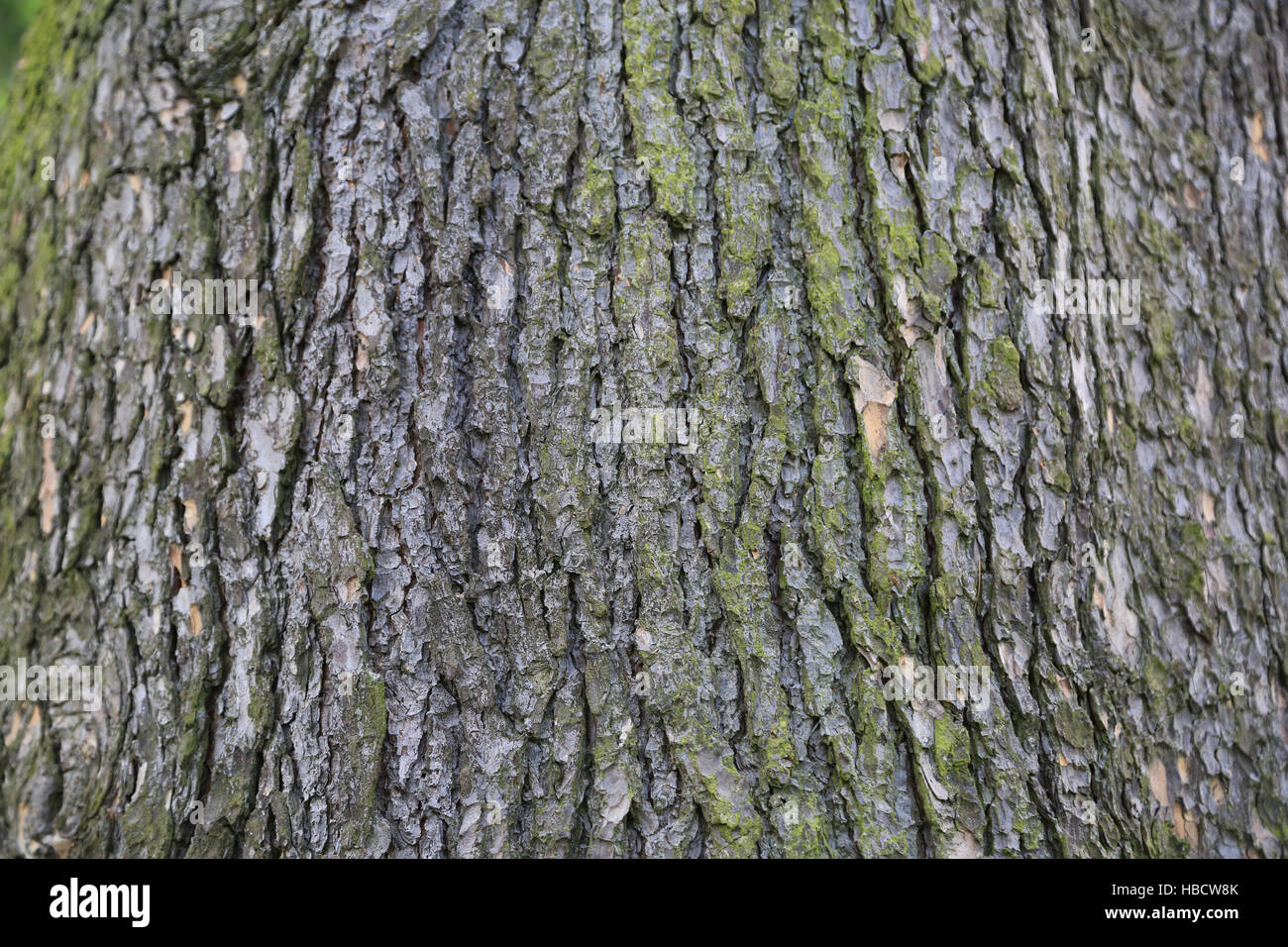 Bark of Indian cedar, Cetrus deodara Stock Photo