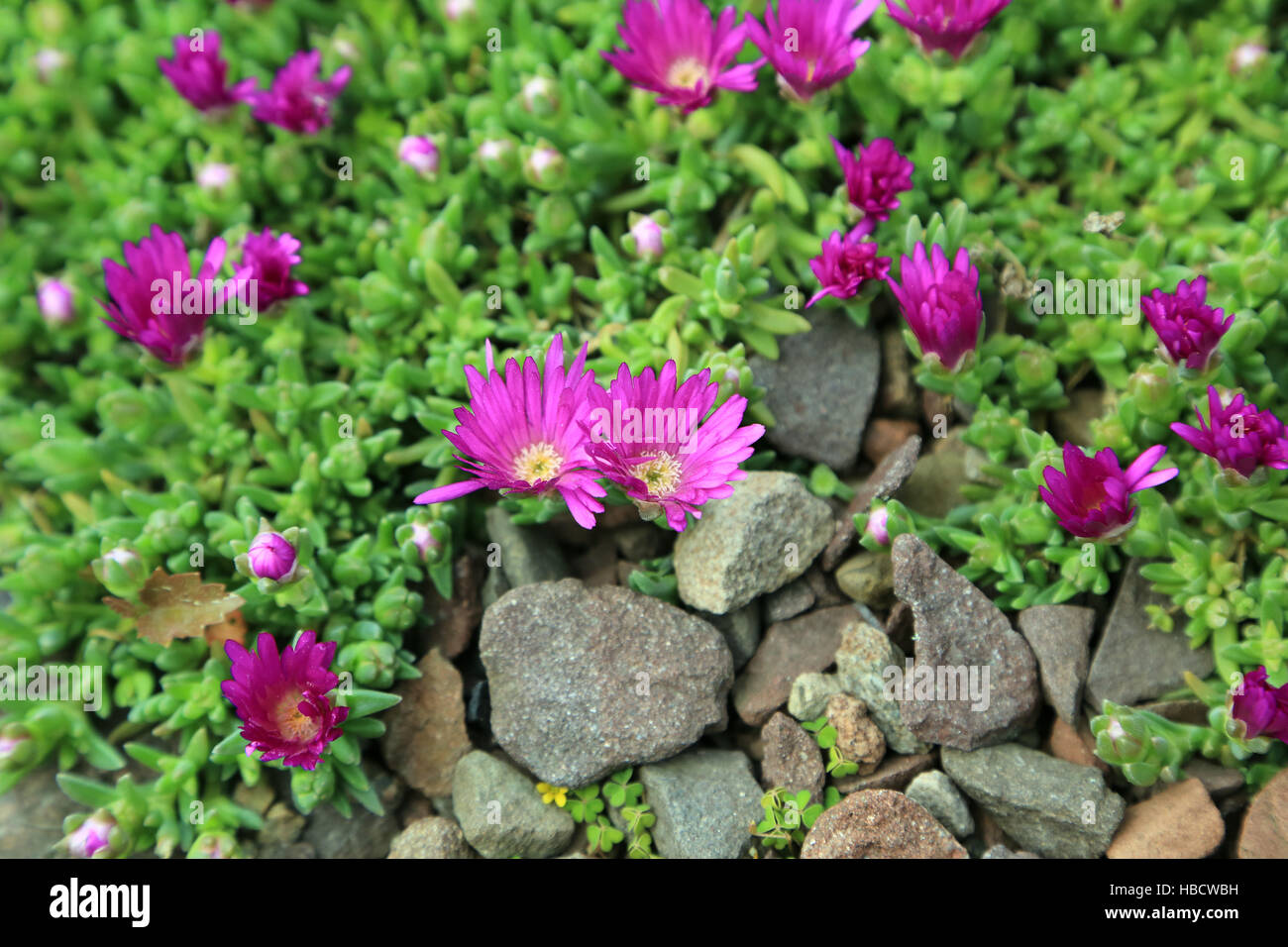 Midday flower, Mesembryanthemum Stock Photo