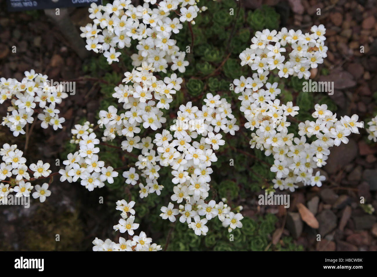 Saxifrage, Saxifraga paniculata Stock Photo