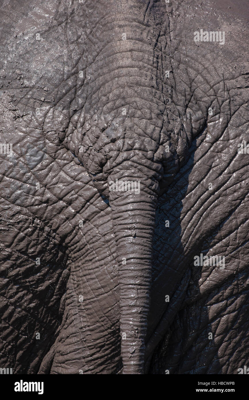 African elephant (Loxodonta africana) tail detail, Chobe National Park, Botswana, Stock Photo