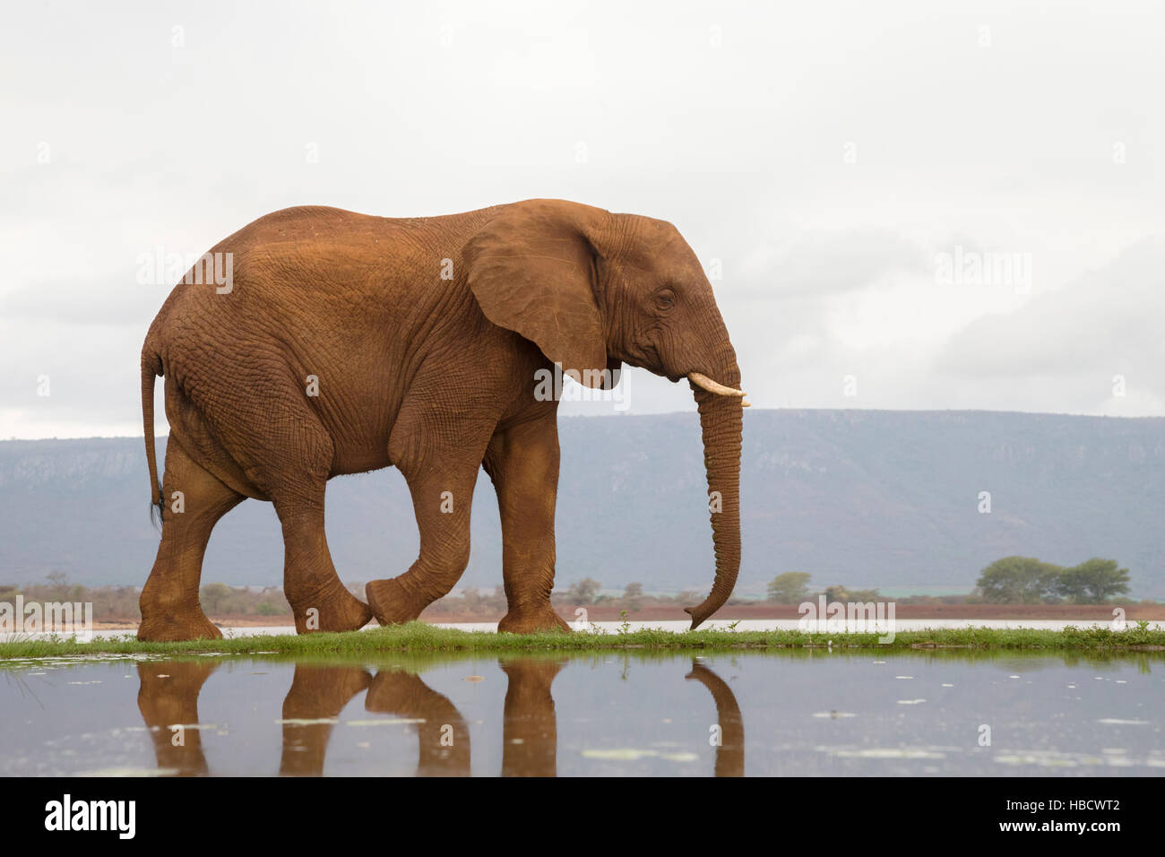 African elephant (Loxodonta africana), Zimanga private game reserve, KwaZulu-Natal, South Africa Stock Photo