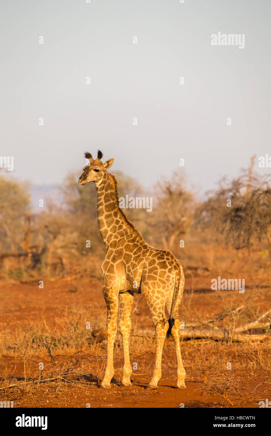 Young giraffe (Giraffa camelopardalis), Zimanga private game reserve, KwaZulu-Natal, South Africa Stock Photo