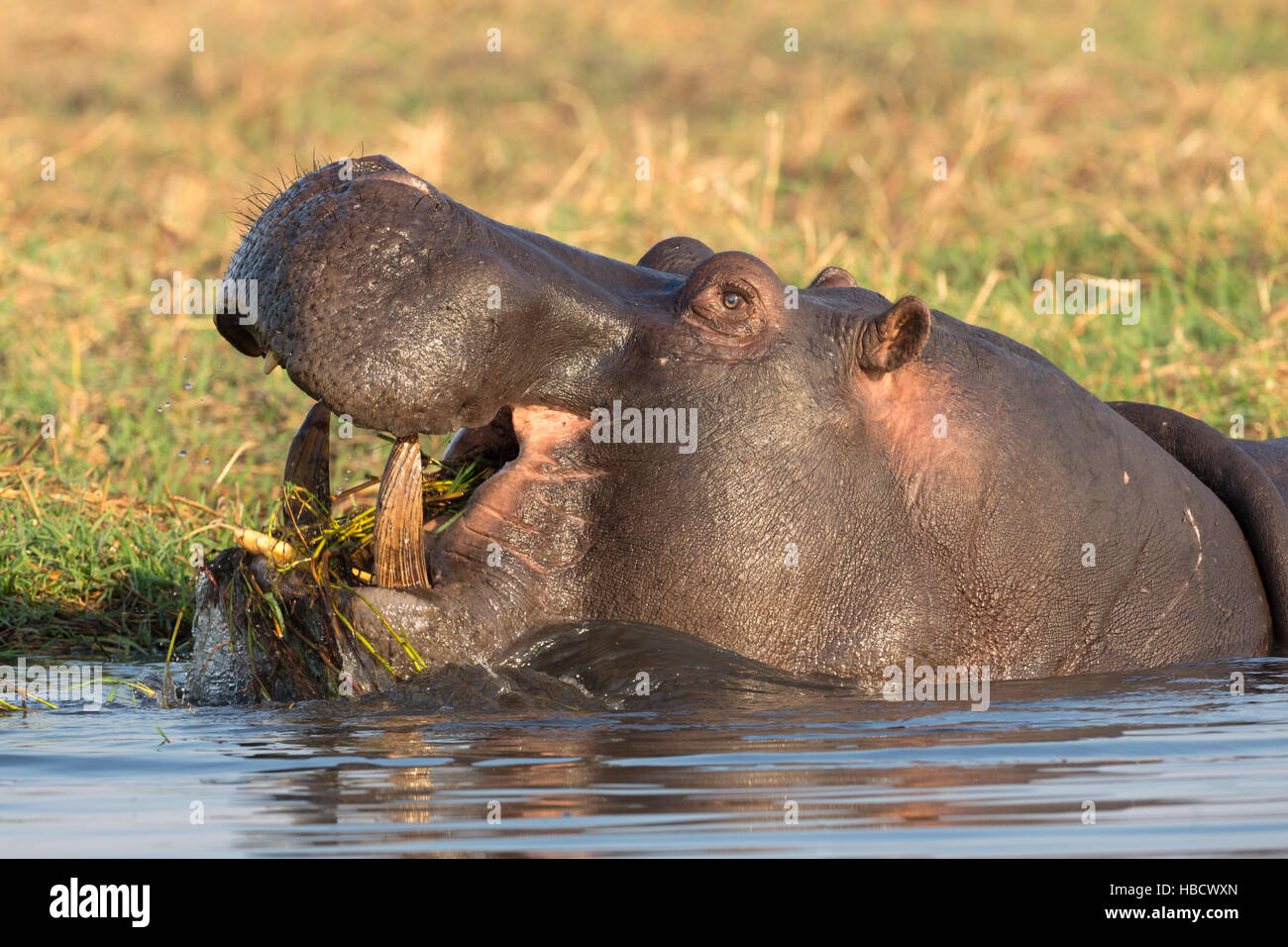 Hippopotamus (Hippopotamus amphibius) feeding, Chobe river, Botswana, Stock Photo