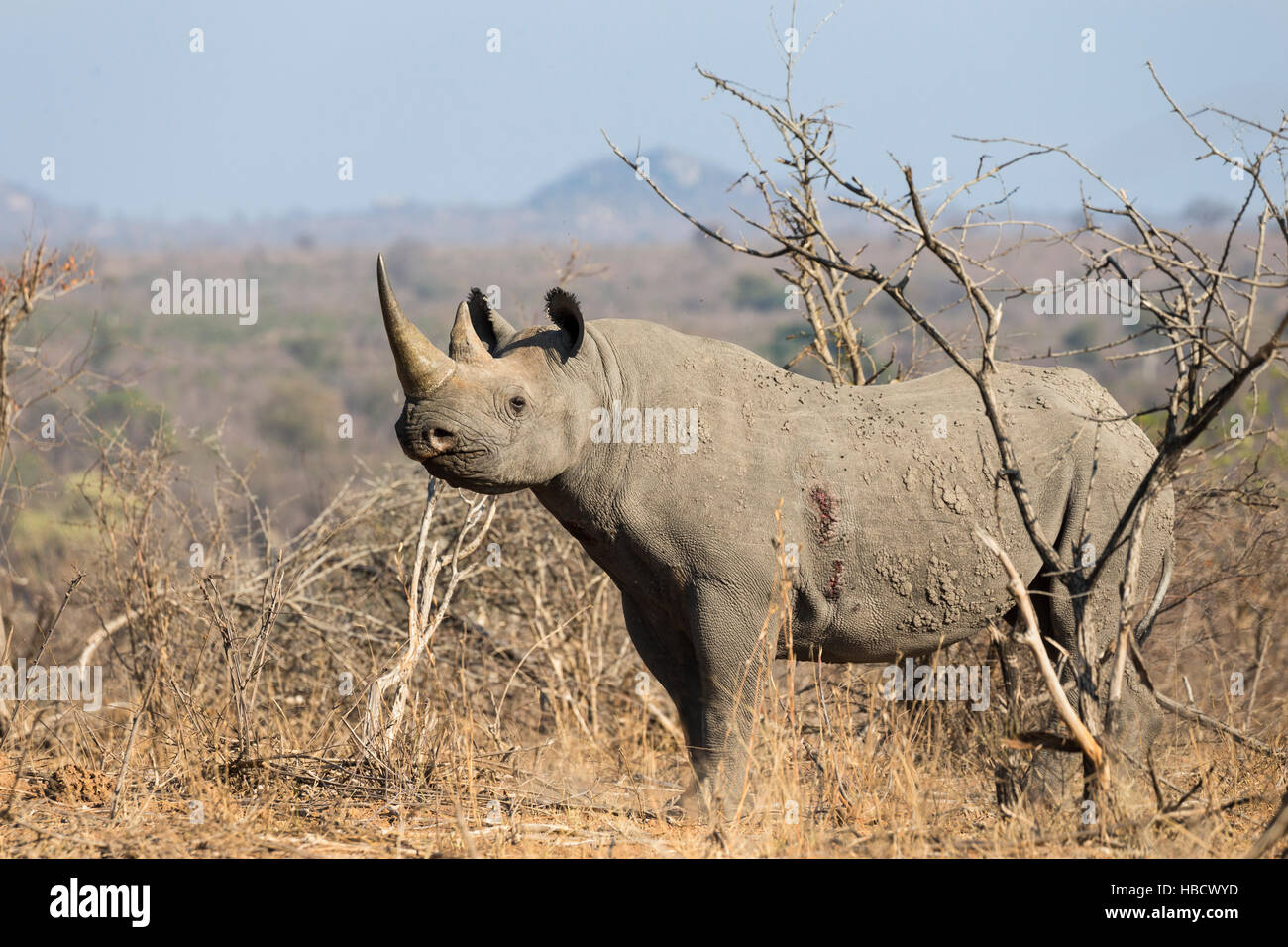 Black rhino (Diceros bicornis), Kruger national park, South Africa Stock Photo