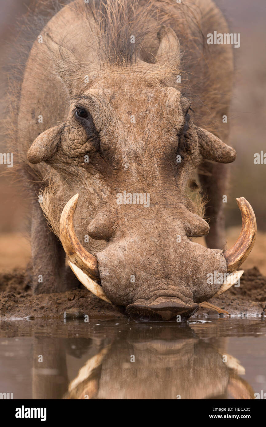 Warthog male (Phacochoerus africanus) drinking, Zimanga game reserve, KwaZulu-Natal, South Africa Stock Photo