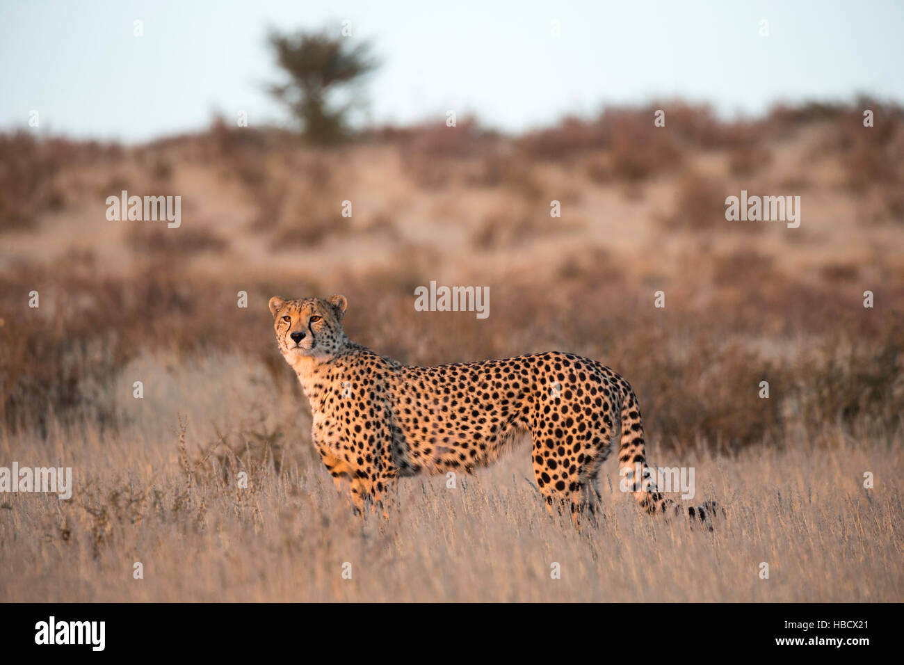 Cheetah (Acinonyx jubatus), Kgalagadi Transfronter Park, Northern Cape, South Africa Stock Photo