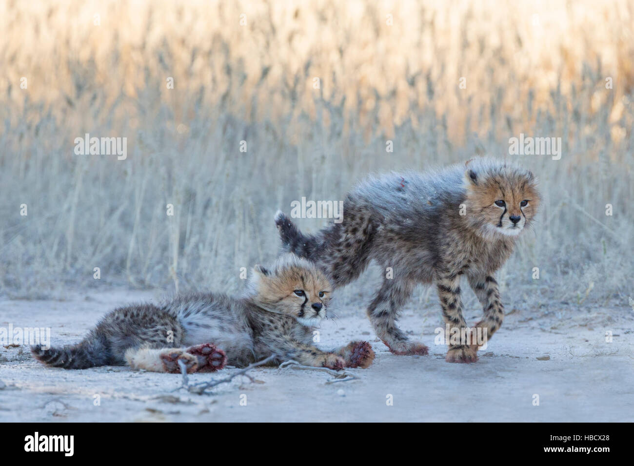 Cheetah (Acinonyx jubatus) cubs, Kgalagadi Transfronter Park, Northern Cape, South Africa Stock Photo