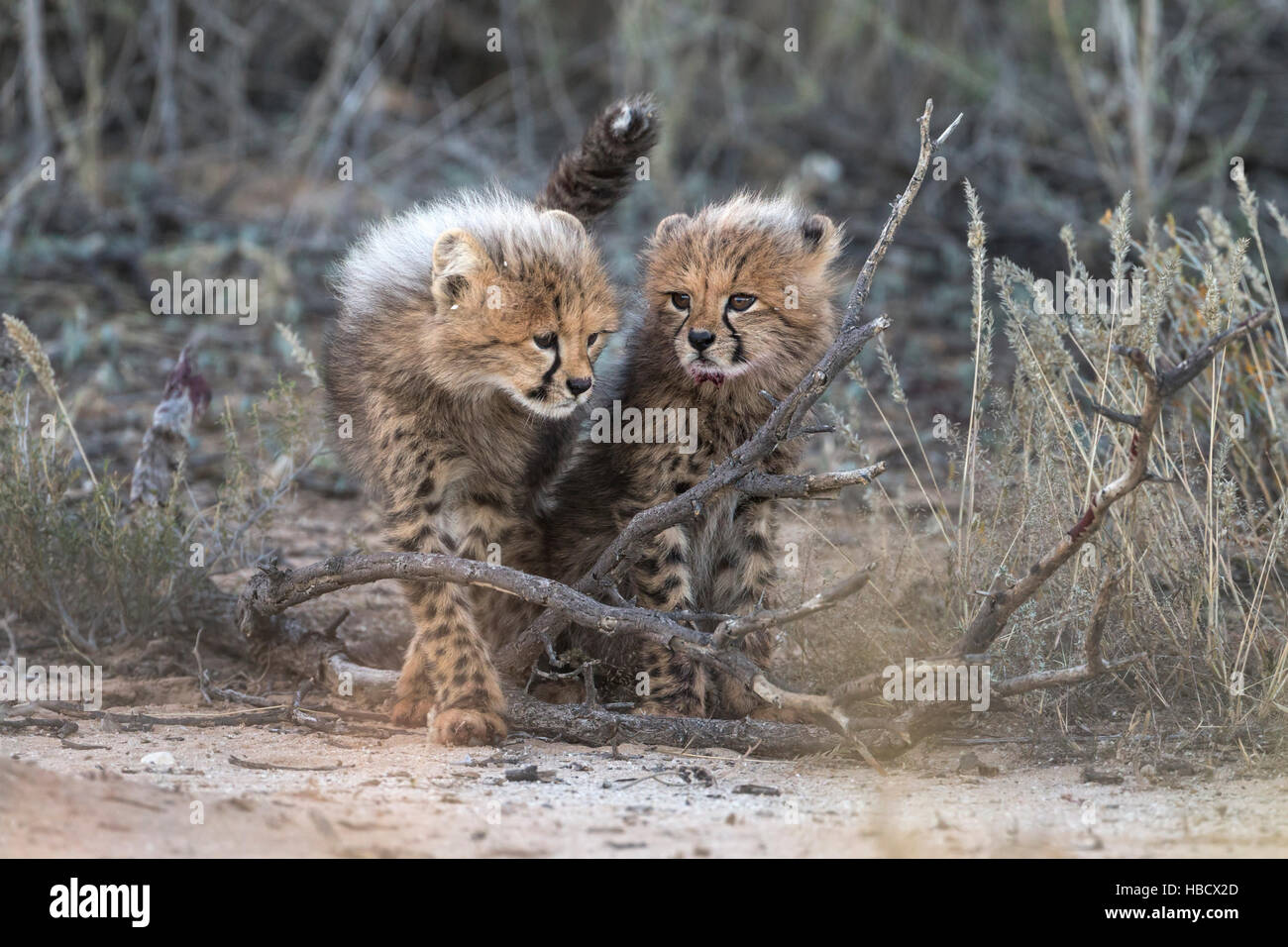 Cheetah (Acinonyx jubatus) cubs, Kgalagadi Transfronter Park, Northern Cape, South Africa Stock Photo